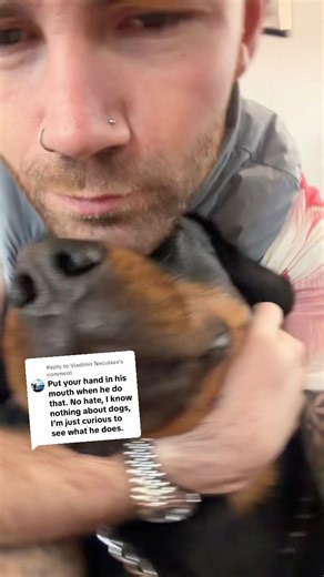 Understanding the Rottweiler Breed Characteristics