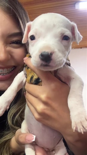 vainillita💕#pitbull #bebe | Pitbulls