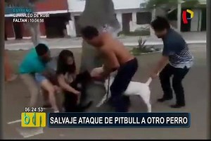 39K views · 372 reactions | Cual sera el afan de mencionar TANTAS VECES QUE ES UN PIT BULL? Si no lo hacen no ven su noticia ? NO PENSAMOS QUE A PESAR DE HABERNOS QUEJADO CON Panamericana Televisión SOBRE LA CONFUSION DE RAZA, HAYAN SUBIDO EL VIDEO :o #BDPTV #Panamericanatelevision | Apbt Peru | Facebook