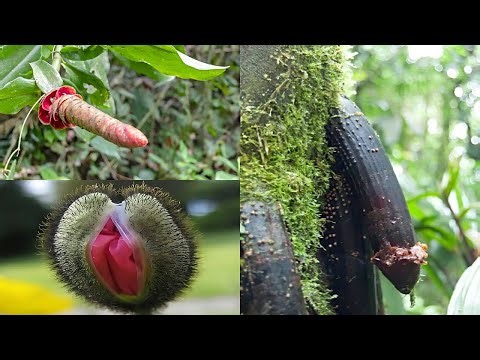 20 Most Unique Fruits You've Never Heard Of