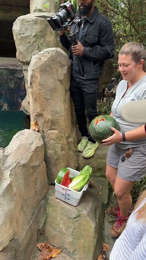 Miami University (@miamiuniv)’s video of hippos eating