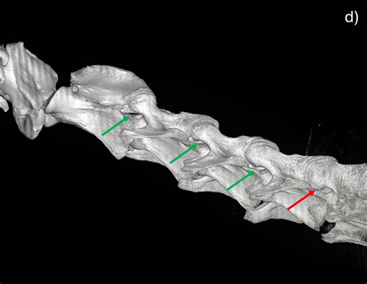 3K views · 32 reactions | ️ Meet Alex Hawkins, Lecturer in Equine...
