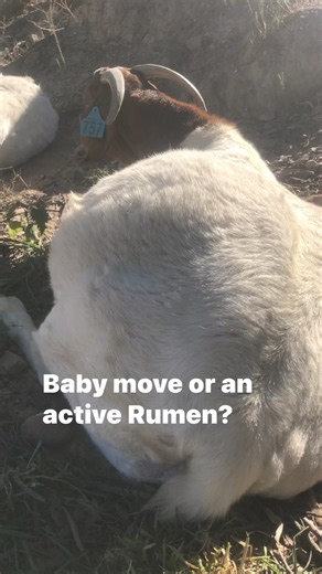 The Rumen takes up most of the left side of the abdominal cavity. It is also the first chamber of a goat's four chambered stomach, and it plays a crucial role in their digestive system. The rumen is a fermentation tank that breaks down cellulose in plant material, allowing the goat to extract nutrients from its diet. 🐐🐐🐐. It’s important to feed the rumen of a goat which involves providing it with fiber rich foods that are high in cellulose, such as..🐐🐐🐐… hay, grass, legume, or cereal hay �