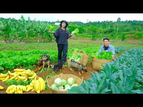 Harvesting Chine Cabbage, Cabbage, Water Spinach, Bananas With My Brother To Sell At The Market,Cook