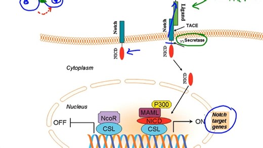 notch信号通路介绍 Notch pathway【YouTube】（中英字幕）