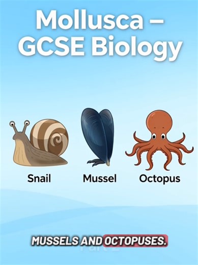 Phylum Mollusca explained for GCSE Biology and Combined Science. Meet real examples of soft-bodied invertebrates including snails, mussels and octopuses. A key classification topic for GCSE exam revision. Follow for clear, visual GCSE Biology explanations. #GCSEBiology #Mollusca #Invertebrates #CombinedScience #BiologyRevision