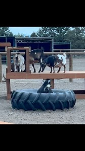 Goat playground upgrade = 10/10 entertainment. 🐐✨ Our goats are loving their new play structure—with climbing, jumping, and zoomies galore! And if that’s not enough to make you smile, just look in the background… that gorgeous mountain view AND little Blossom, our little black goat, who has apparently decided that her idea of fun is standing awkwardly inside a giant tractor tire, silently judging everyone else’s chaotic energy. There’s one in every group 😂👀 #farmsanctuary #animalsanctuary #an