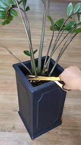 Money tree pruning 70 days result | Pizo Rutru