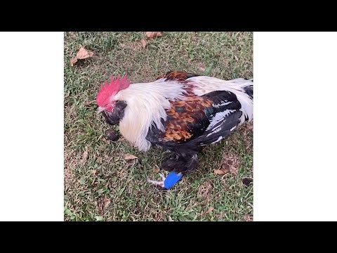 Rooster with broken toe, Limping Rooster, First Aid for limping chicken, Salmon Favorelle Rooster