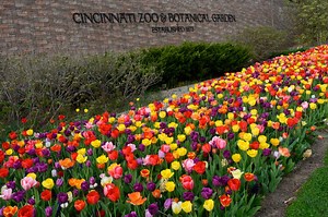 Take a virtual tour of the blooms at Cincinnati Zoo & Botanical Garden