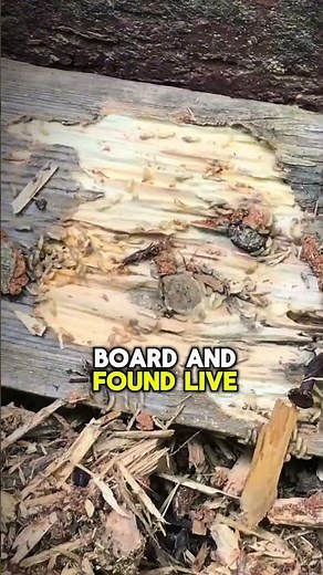 This House Passed a Termite Inspection... Then We Found THIS 😳