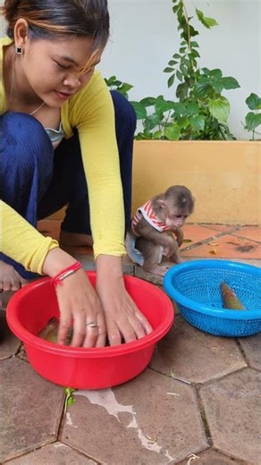 "Tiny monkey tries spicy food for the first time—reaction!"