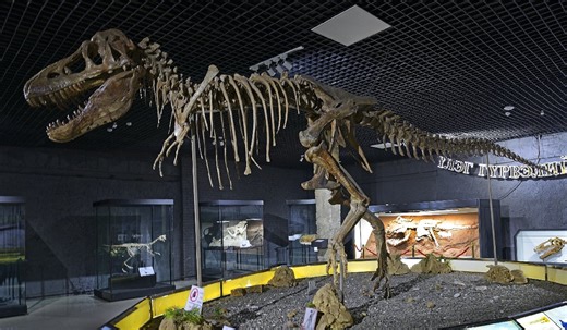 Trafic de dinozauri descoperit de vameși. Franța restituie Mongoliei un tarbosaurus baatar, o rudă a temutului T-Rex