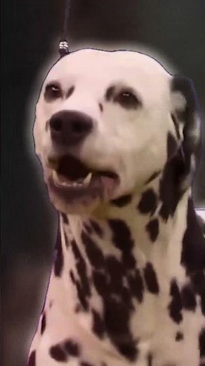 Why Dalmatians always get attention