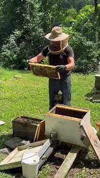 How we combine 2 hives. #fallharvest #getreadyforwinter #combine #bees #stronghive #beekeeping
