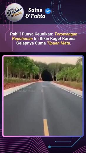 6.5M views · 220K reactions | Terowongan pohon ini dikenal sebagai...