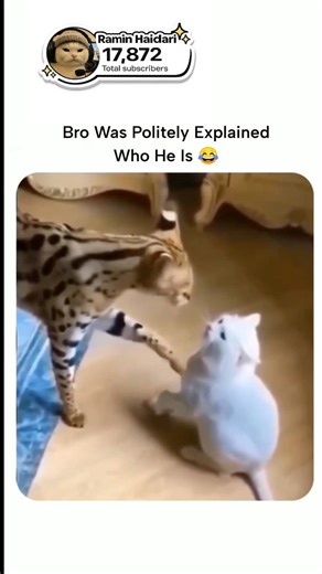 He is explaining to him😳😂