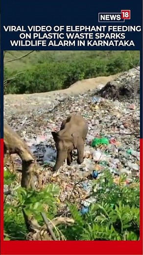 Viral Video Of Elephant Eating Plastic Sparks Outrage In Karnataka | India News | Animals | N18S