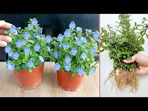How to grow simple Blue Daze flowers, with many beautiful year-round flowers, 5t1 ideas