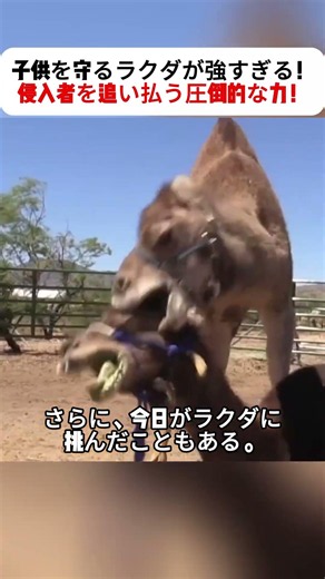 A Camel Protecting Its Young Is Too Strong! Overwhelming Power to Drive Off Intruders! #ParentalL...