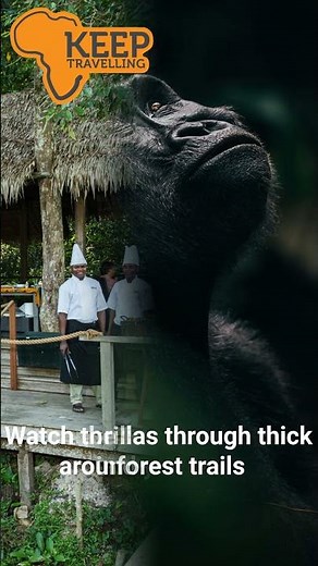 Imagine Waking Up In The Congo Rainforest