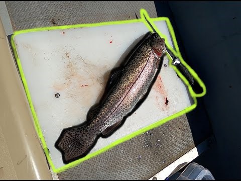 How to BLEED ANY FISH! Make your FISH TASTE 1000% Better BY DOING THIS!