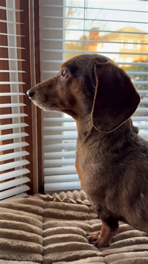 Norman The Wiener Dog 🙌 on Instagram: "Someone Is Here 🚗 My favorite job is being the welcoming committee to mom’s friends 😁 My tail started wagging before she even parked ❣️ I announced her arrival to the entire neighborhood & gave her my best wiggles when she opened the door 🤩 And the best part is: I got attention & pets the entire visit 💙"