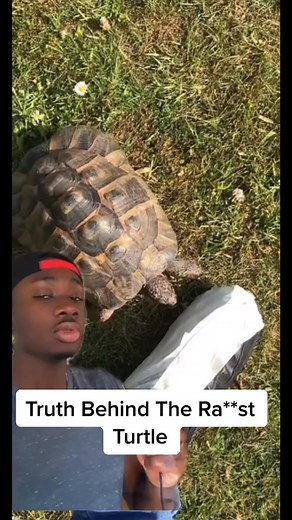 Remember the Family guy skin color chart joke That’s how turtles see the world | Mndiaya97