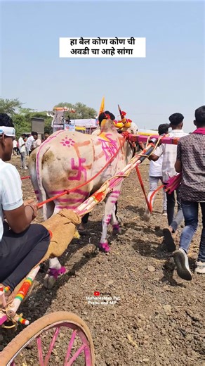 Hind Kesari Sarjiya | Maharashtra Bailgada Sharyat #shankarpat #pune #bailgadasharyat #sarjiya #cow