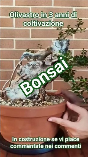 coltivazione in 3 anni per questo olivastro bonsai #bonsai