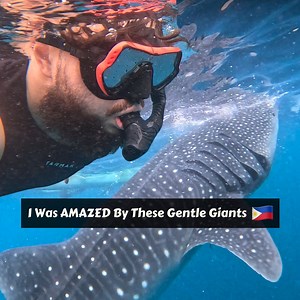 My Once In A Lifetime Experience With The Whale Sharks In Oslob, Cebu, Philippines 🇵🇭 #PH #Philippines #Travel | Davud Akhundzada