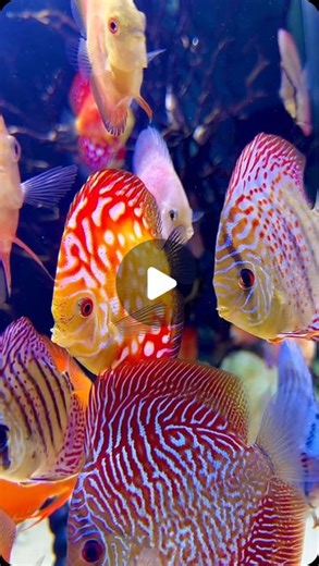 Dollars_to_Discus - Blake Myers on Instagram: "How many more discus can I hold in this 500 gallon discus aquarium/fish tank? Do I need more fish? Credit: @dollars_to_discus #discusfish #discus #discusfishtank #discustank #aquarium #aquariumhobby #fishtanksofinstagram #fishtank"