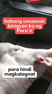 567K views · 6.1K reactions | Habang umaanak binigyan ko ng Para V. #pig #inahingbaboy #backyard #Hograising #farming #baboy #swine #sow #farmlife #agribusiness #tips #sharingiscaring #successtips #successmindset #ownbusiness | Putak Teh V | Facebook