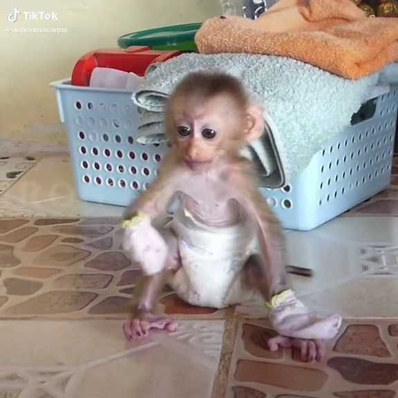 Adorable Baby Monkey Life: Macaque Animals TikTok