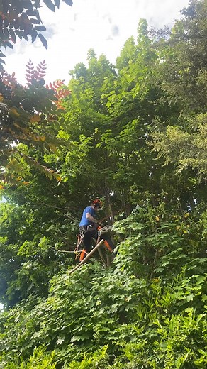 Tree Surgery today Karl Fischer Garden Grounds & Tree Maintenance Limited | Karl Fischer