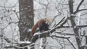 Red panda, aka lesser panda, Ailurus fulgens, in a winter forest.