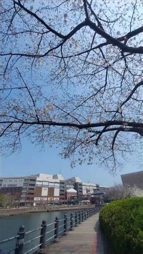 桜 花見 汽車道 桜木町 みなとみらい 横浜 ランドマークタワー ワールドポーターズ コスモワールド エアキャビン AIR CABIN YOKOHAMA MINATOMIRAI SAKURAGICHO