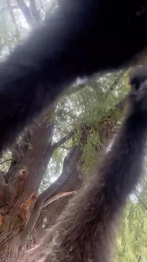 Our baby emu are getting bigger! | Colorado Gator Farm