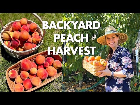 2023 Peach Harvest | Eva's Pride & August Pride