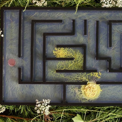 Meet the charismatic slime mold Physarum, which can learn, make decisions, and go through mazes without a brain, and the researchers studying it. Tune in or stream "Secret Mind of Slime" tonight at 9/8c on PBS: https://to.pbs.org/3ij127j | NOVA l PBS