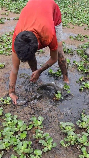 Traditional Village Boy Catching Big Fish By Hand #fishing #safanafishing #catchingfish