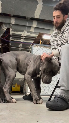 Upstate Cane Corso on Instagram: "Why I assist my dogs during a breeding tie (lock)? • Prevents serious injury — no pulling, twisting, or panic movements • Protects BOTH the male and the female • Reduces stress and anxiety, especially for young or first-time dogs • Prevents forced separation which can cause internal and reproductive damage • Keeps the dogs calm, stable, and safe during a vulnerable moment • Increases the chance of a successful, complete breeding Breeding isn’t just about making 