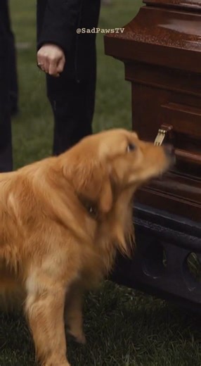 Pups refuse to leave their owners side