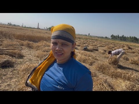 तेज तूफान की वजह से नहीं हुई कटाई 