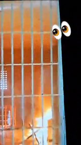 23K views · 80 reactions | How safe are the prisoners and prison personnel | SMN News | Facebook