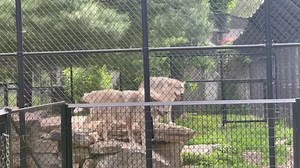 2.9K views · 18 reactions | COMING UP: We stopped by Oxbow Park and Zollman Zoo today to find out how the staff help the animals stay cool in the extreme heat. Tune in at noon on the CW and on KTTC.com to learn more. https://kttc.com/live-stream/ | KTTC TV | Facebook