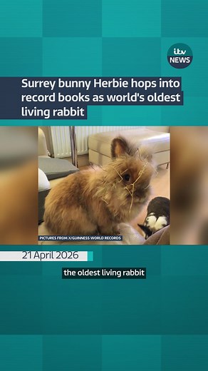 Herbie, a lionhead rabbit from Surrey, has become the world’s oldest living rabbit at 15 years and 83 days, delighting owners with his playful ‘binkies’.#itvnews #bunny🐇 #guinnesworldrecord