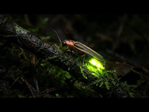 The Science Behind How Fireflies Create Light
