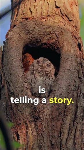 Starting Tree Talk - The Hidden Language of Trees