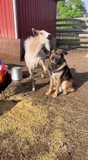 🐐 Goat & Rooster Team Up to Steal Dog’s Food! 😂